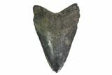 Fossil Megalodon Tooth - Georgia #144343-1
